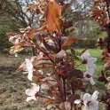 Prunus x blireana fleur P6